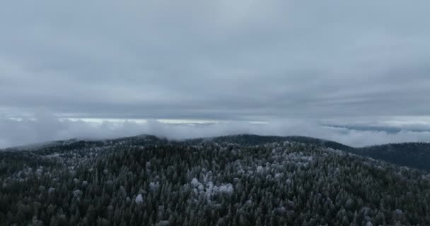 Luchtfoto Van Noord Besneeuwd Bos Winterlandschap Sneeuwval Eerste Verse Besneeuwde — Stockvideo