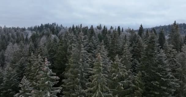 Luftfoto Nordlig Snedækket Skov Vinterlandskab Snefald Første Friske Snedækkede Skov – Stock-video