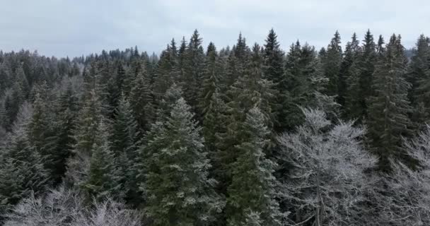 Вид Воздуха Северный Снежный Лес Зимний Пейзаж Снегопад Первый Свежий — стоковое видео