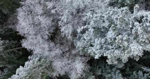 Вид Північного Сніжного Лісу Зимовий Пейзаж Снігопад Перший Свіжий Снігопад — стокове відео