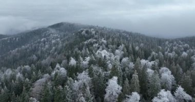 Kuzey karlı orman kış manzarası, kar yağışı ve ilk taze kar kaplı orman, tepeden aşağı manzara. Yüksek kalite 4k görüntü