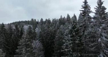 Kuzey karlı orman kış manzarası, kar yağışı ve ilk taze kar kaplı orman, tepeden aşağı manzara. Yüksek kalite 4k görüntü