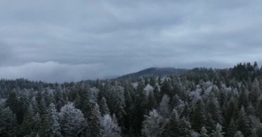 Kuzey karlı orman kış manzarası, kar yağışı ve ilk taze kar kaplı orman, tepeden aşağı manzara. Yüksek kalite 4k görüntü