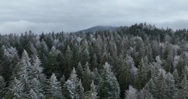 Kuzey karlı orman kış manzarası, kar yağışı ve ilk taze kar kaplı orman, tepeden aşağı manzara. Yüksek kalite 4k görüntü