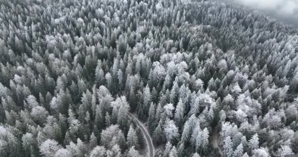Αεροφωτογραφία Του Βόρειου Χιονισμένου Τοπίου Χειμώνα Δάσος Χιονόπτωση Και Πρώτο — Αρχείο Βίντεο