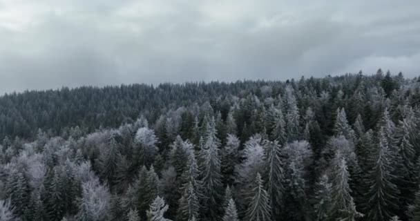 Αεροφωτογραφία Του Βόρειου Χιονισμένου Τοπίου Χειμώνα Δάσος Χιονόπτωση Και Πρώτο — Αρχείο Βίντεο