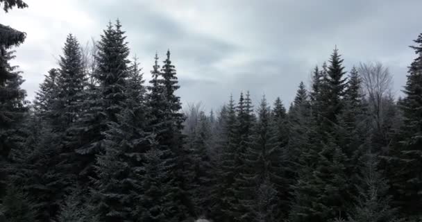 Vista Aérea Del Paisaje Invernal Del Bosque Nevado Del Norte — Vídeos de Stock