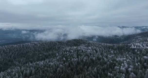 Kuzey Karlı Orman Kış Manzarası Kar Yağışı Ilk Taze Kar — Stok video