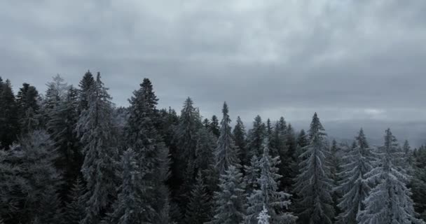 Luchtfoto Van Noord Besneeuwd Bos Winterlandschap Sneeuwval Eerste Verse Besneeuwde — Stockvideo