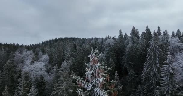 北雪の森の冬の風景 雪と最初の新鮮な雪の空中ビュー 上から下のビューをカバーした 高品質4K映像 — ストック動画