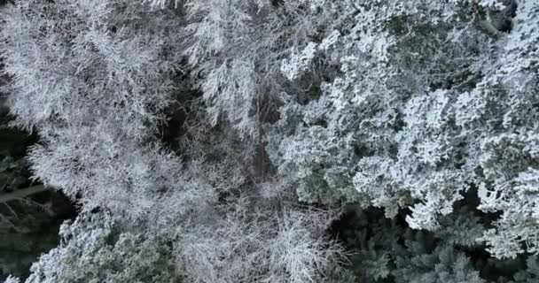 Вид Воздуха Северный Снежный Лес Зимний Пейзаж Снегопад Первый Свежий — стоковое видео