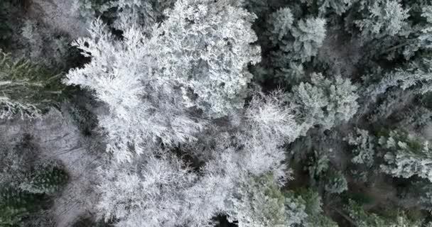 Vue Aérienne Paysage Hivernal Forêt Enneigée Nord Des Chutes Neige — Video