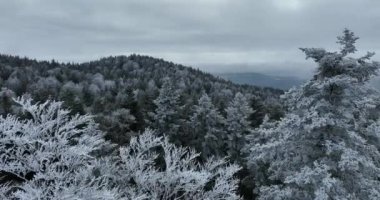 Kuzey karlı orman kış manzarası, kar yağışı ve ilk taze kar kaplı orman, tepeden aşağı manzara. Yüksek kalite 4k görüntü