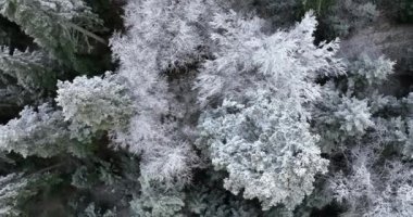 Kuzey karlı orman kış manzarası, kar yağışı ve ilk taze kar kaplı orman, tepeden aşağı manzara. Yüksek kalite 4k görüntü