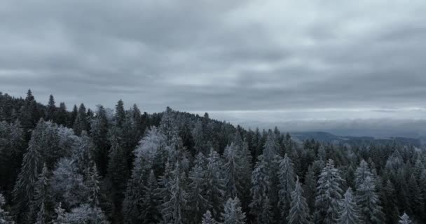Vista Aérea Paisagem Inverno Floresta Nevada Norte Queda Neve Primeira — Vídeo de Stock