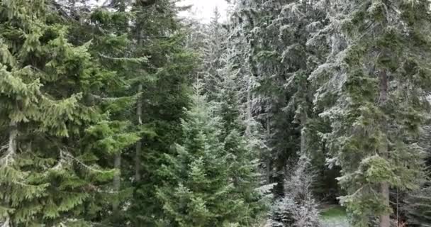 北雪の森の冬の風景 雪と最初の新鮮な雪の空中ビュー 上から下のビューをカバーした 高品質4K映像 — ストック動画