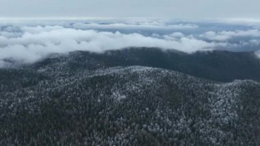 Kuzey karlı orman kış manzarası, kar yağışı ve ilk taze kar kaplı orman, tepeden aşağı manzara. Yüksek kalite 4k görüntü