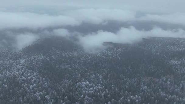 Flygfoto Över Norra Snöiga Skogen Vinterlandskap Snöfall Och Första Nysnö — Stockvideo