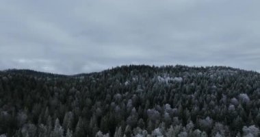Kuzey karlı orman kış manzarası, kar yağışı ve ilk taze kar kaplı orman, tepeden aşağı manzara. Yüksek kalite 4k görüntü