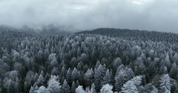 Vista Aérea Del Paisaje Invernal Del Bosque Nevado Del Norte — Vídeo de stock