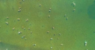 Aerial drone view of overcrowded urban lake during peak of tourist season. Crowd of people swimming in the sea at summer. Large group of people in swimsuit bathing in ocean during vacation. High