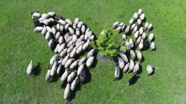 A herd of sheep runs across a green field in the countryside. View from above. High quality 4k footage
