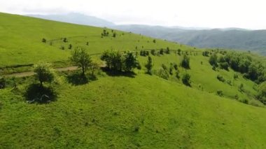 Aerial view of forest at sunrise. Drone shot flying over spruce conifer treetops, nature background footage in 4K resolution. High quality 4k footage