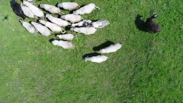 Herd Sheep Runs Green Field Countryside View High Quality Footage — Vídeos de Stock