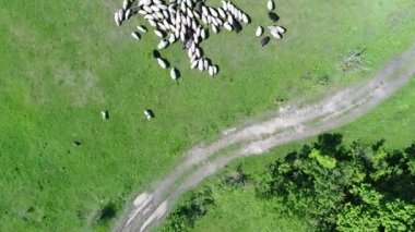 A herd of sheep runs across a green field in the countryside. View from above. High quality 4k footage