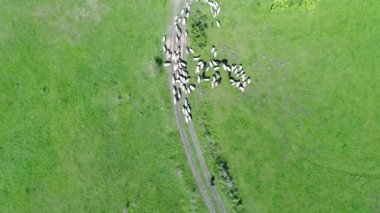 A herd of sheep runs across a green field in the countryside. View from above. High quality 4k footage