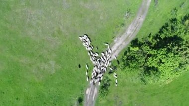 A herd of sheep runs across a green field in the countryside. View from above. High quality 4k footage