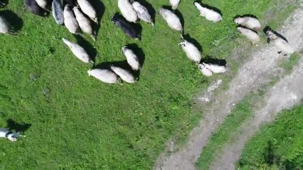 一群羊在乡间的绿地上奔跑 从上面看高质量的4K镜头 — 图库视频影像