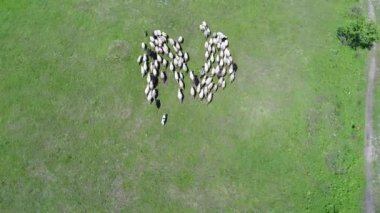 A herd of sheep runs across a green field in the countryside. View from above. High quality 4k footage