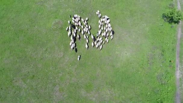 Herd Sheep Runs Green Field Countryside View High Quality Footage — Vídeos de Stock