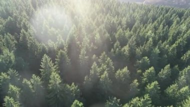 Cinematic Aerial flight over the hill with forest and tree tops with a beautiful sunset in the background. High quality 4k footage