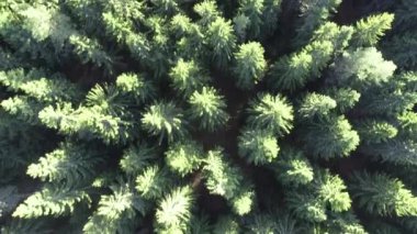 Cinematic Aerial flight over the hill with forest and tree tops with a beautiful sunset in the background. High quality 4k footage