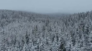 Aerial drone view of the road in idyllic winter landscape nature in a dense forest with fresh snow. Hi quality 4K footage. 