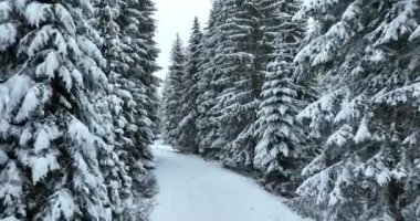 Aerial drone view of the road in idyllic winter landscape nature in a dense forest with fresh snow. Hi quality 4K footage. 
