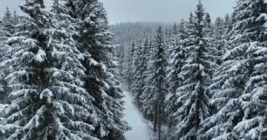 Aerial drone view of the road in idyllic winter landscape nature in a dense forest with fresh snow. Hi quality 4K footage. 