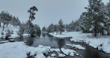An aerial view of a frozen river flowing through snow-covered forests on a cloudy sunset sky background. Hi quality 4K footage.