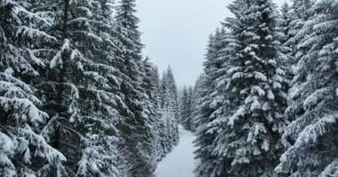 Aerial drone view of the road in idyllic winter landscape nature in a dense forest with fresh snow. Hi quality 4K footage. 