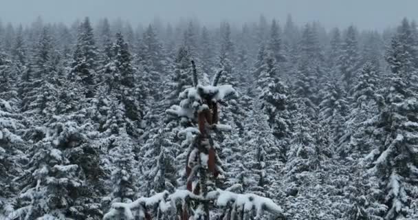 Luftdrone Udsigt Vejen Idyllisk Vinterlandskab Natur Tæt Skov Med Frisk – Stock-video