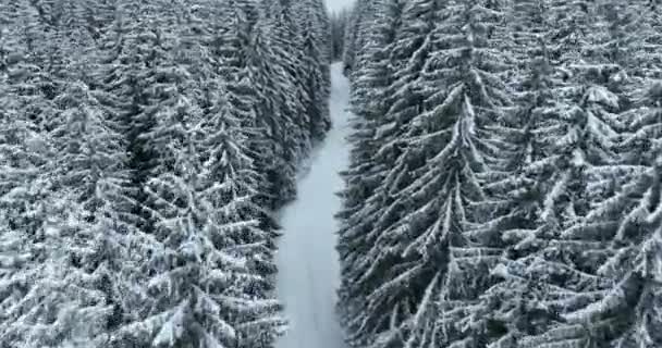 Aerial Drone View Road Idyllic Winter Landscape Nature Dense Forest — Video Stock
