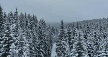 Aerial drone view of the road in idyllic winter landscape nature in a dense forest with fresh snow. Hi quality 4K footage. 