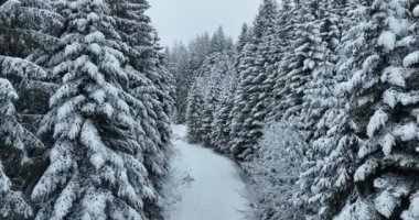 Aerial drone view of the road in idyllic winter landscape nature in a dense forest with fresh snow. Hi quality 4K footage. 