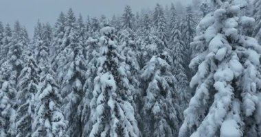 Cinematic Aerial View of Beautiful path in nature with Snowy branches in forest. Winter fairy background. High quality 4k footage