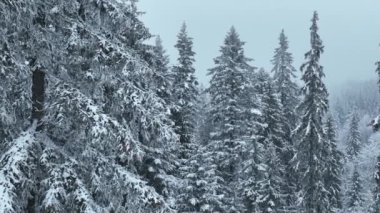 Aerial top view drone shot of the pine and spruce trees forest covered with snow in the Mountains. Beauty in nature and ecology concept image. Natural pattern or texture. Hi quality 4K footage.