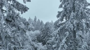 Aerial top view drone shot of the pine and spruce trees forest covered with snow in the Mountains. Beauty in nature and ecology concept image. Natural pattern or texture. Hi quality 4K footage.