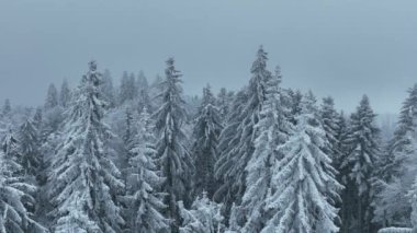 Aerial top view drone shot of the pine and spruce trees forest covered with snow in the Mountains. Beauty in nature and ecology concept image. Natural pattern or texture. Hi quality 4K footage.