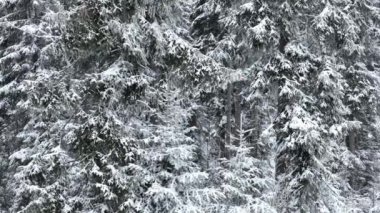 Aerial top view drone shot of the pine and spruce trees forest covered with snow in the Mountains. Beauty in nature and ecology concept image. Natural pattern or texture. Hi quality 4K footage.